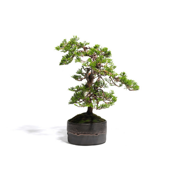 真柏　-Japanese Juniper-　（推定樹齢30年）-M0020- 詳細画像